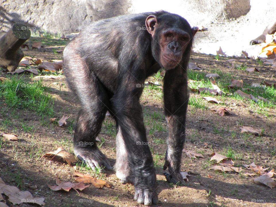 Chimp