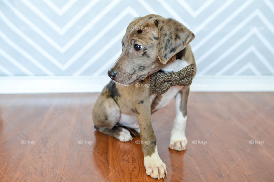 Louisiana Catahoula leopard dog mix wearing a bowtie and sitting on a hardwood floor indoors