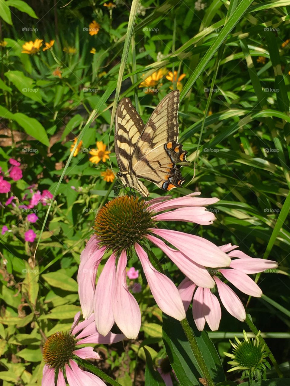 Butterfly on echinacea 