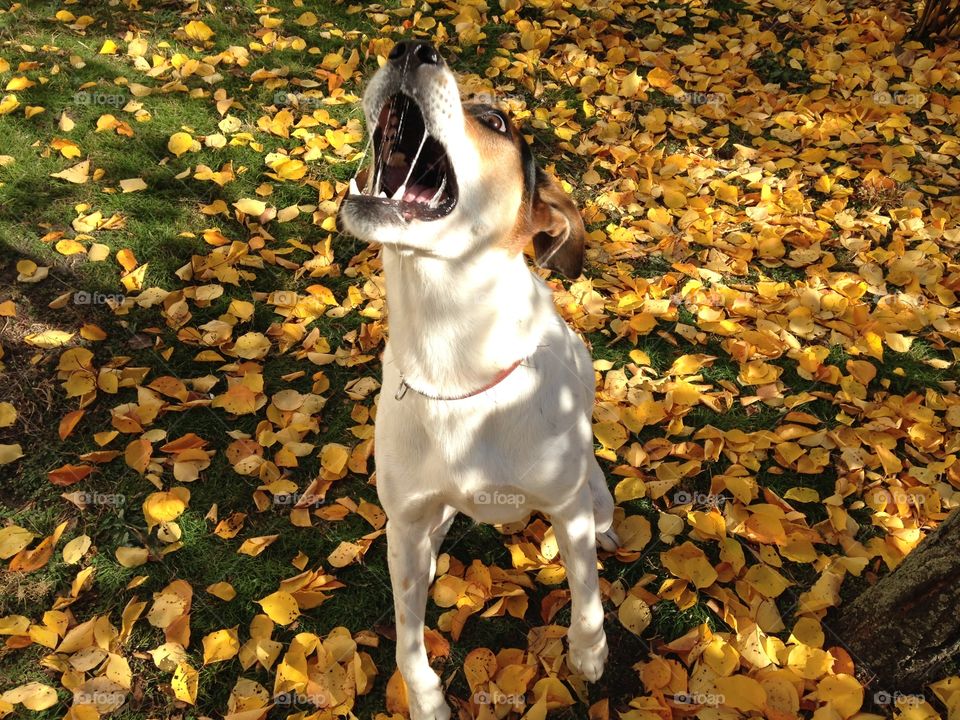 Fall, Leaf, Dog, No Person, Outdoors