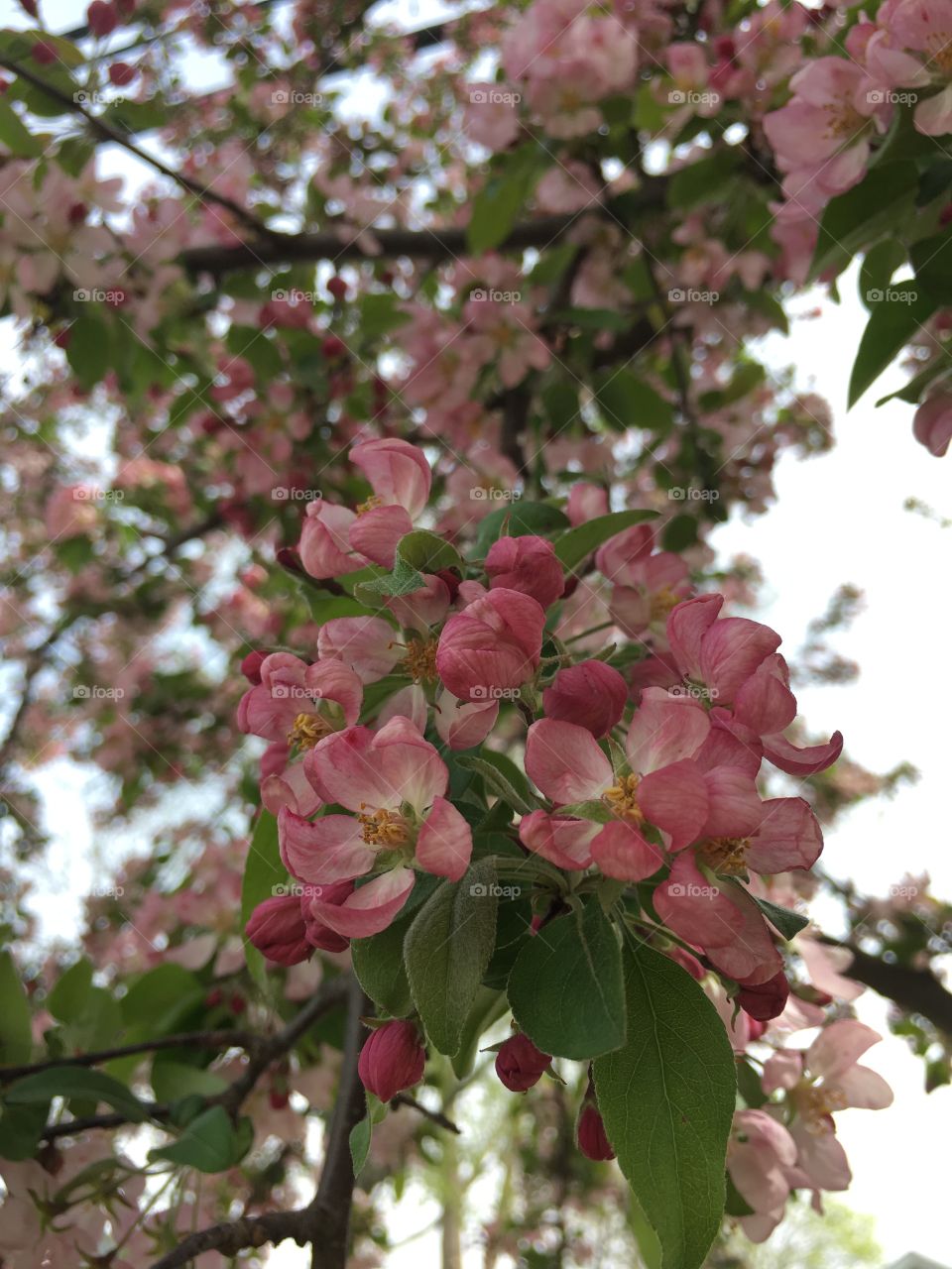 Blossoms in CT in early May