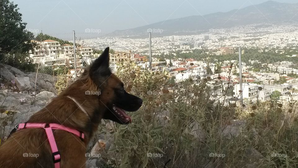 my dog in Athens_Greece