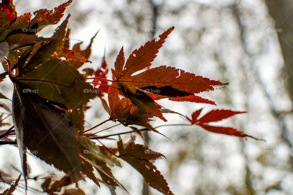 Japanese Maple leaves