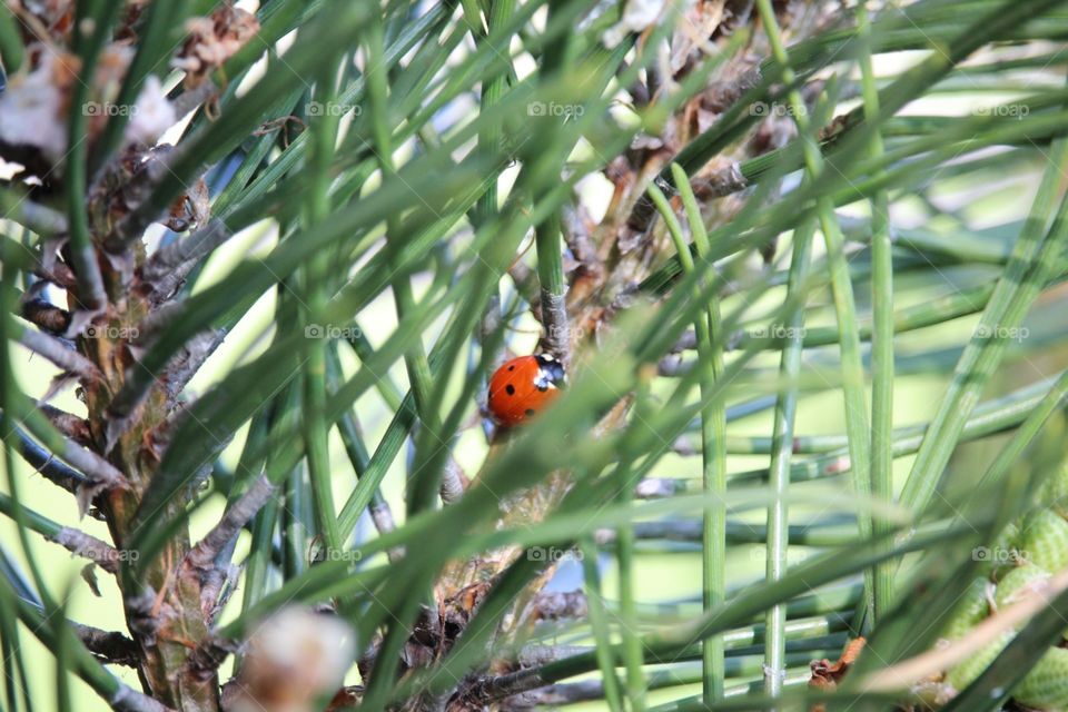 Just beautiful ladybug 