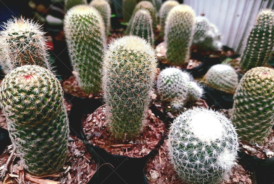 The cactus family.