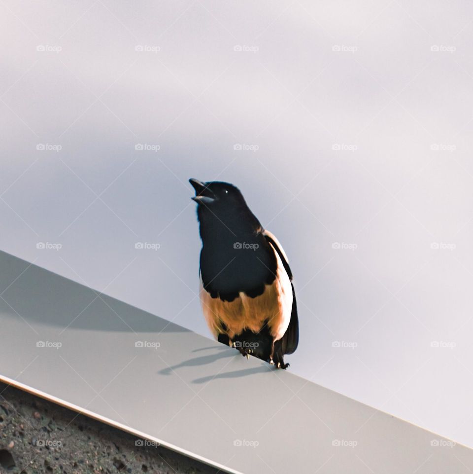 Bird on-top of MSU building.