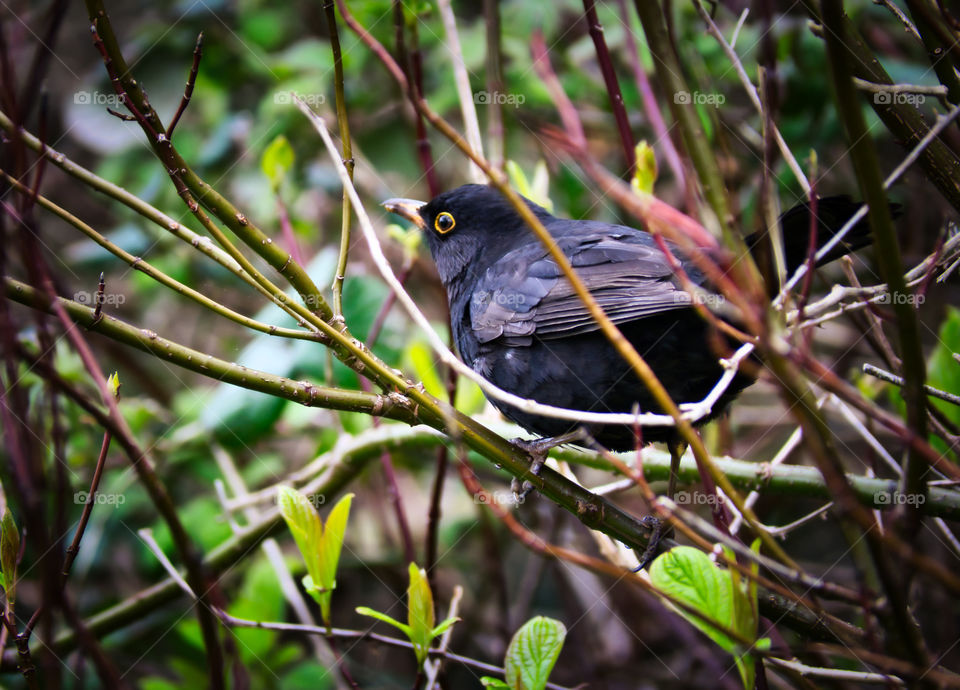 Turdus merula, blackbird