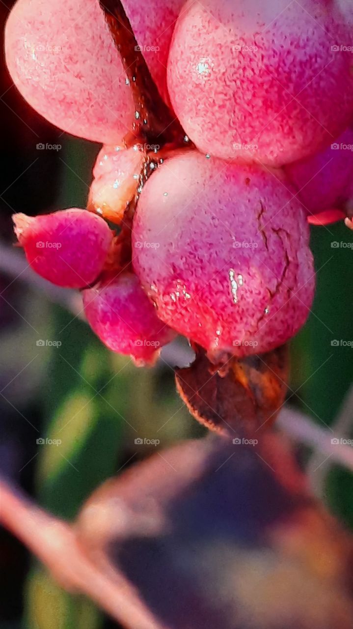 pop of colors - sunlit snowdrops pink berries