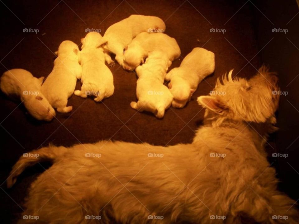 West highland terrier with pups