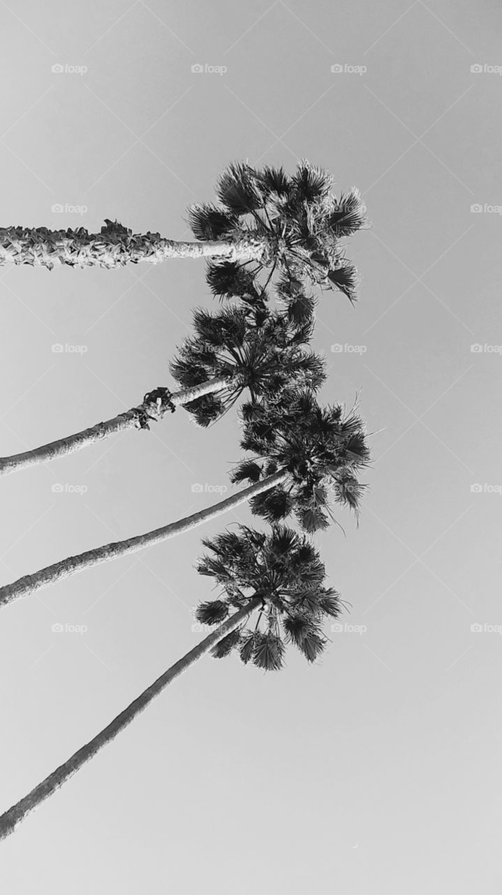 Palm Paradise Collection