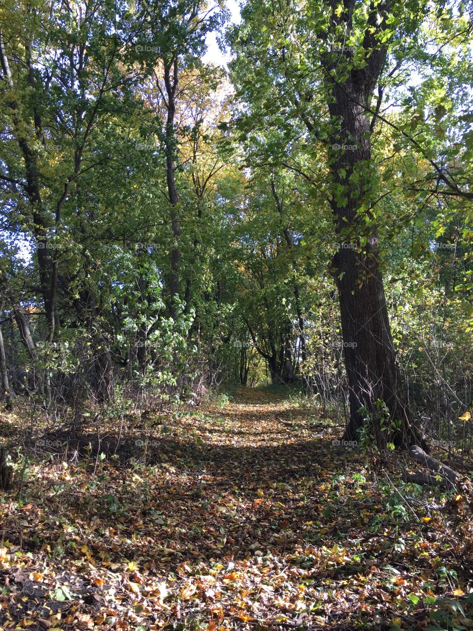 Autumn in the forest 