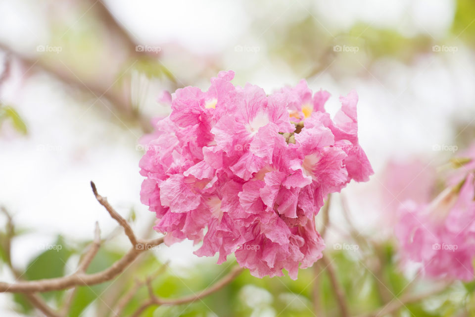 Pink Tebebuia