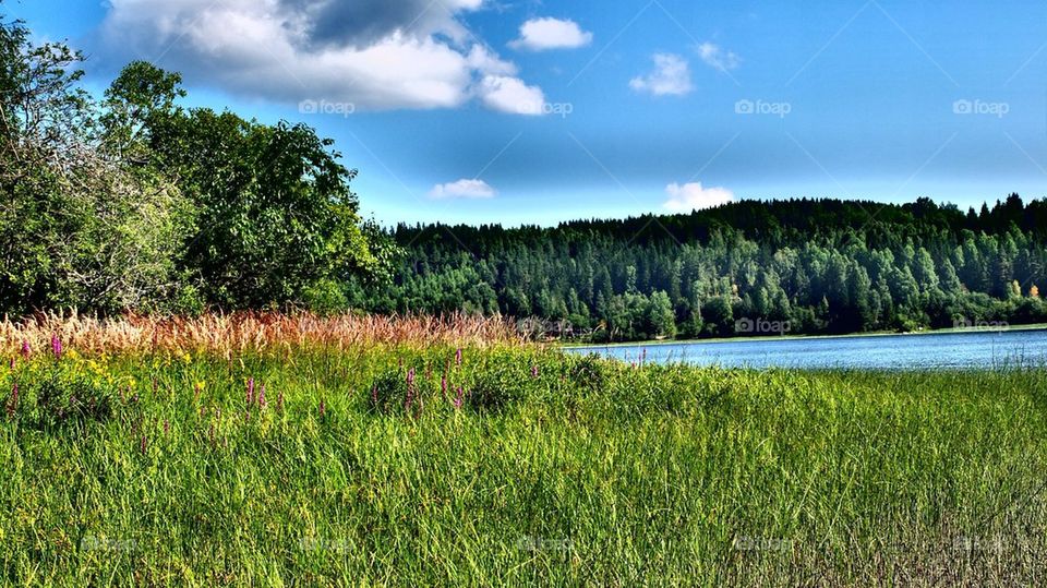 Sommar, Värmland, sjö, vass