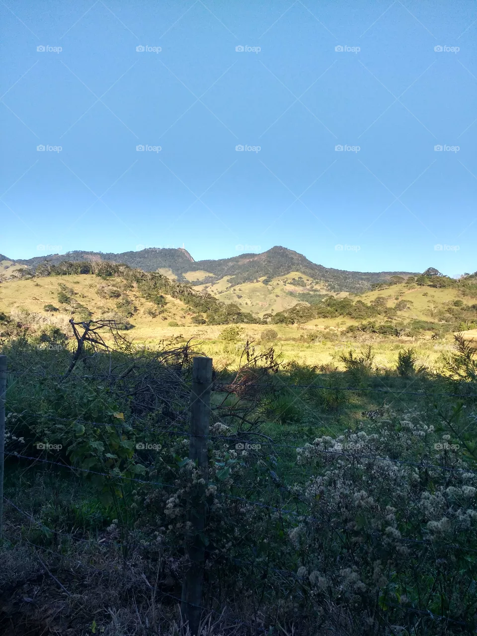 lindo