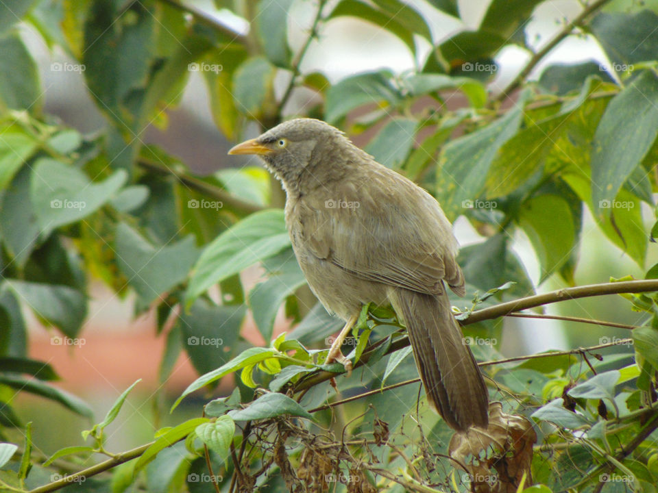 Yellow-billed babbler on alert while seeking food