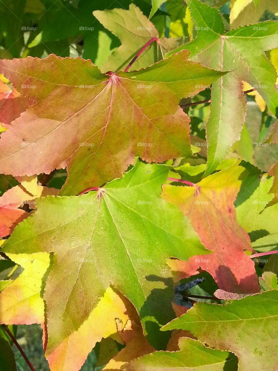 Closeuo of maple leaves changing color in early autumn.