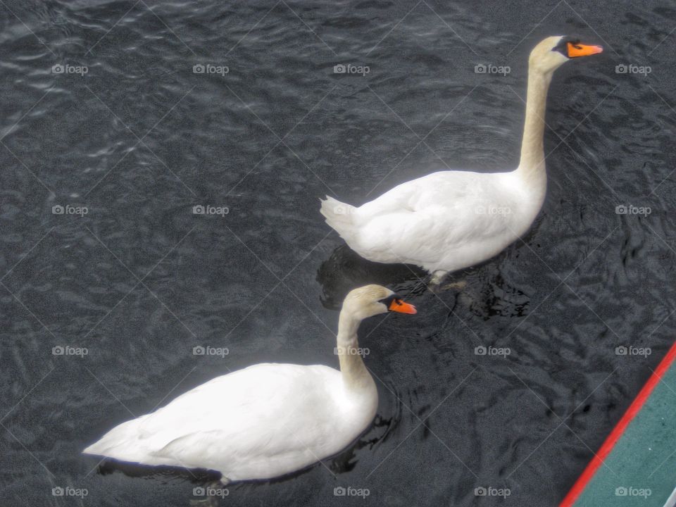 Two Swans