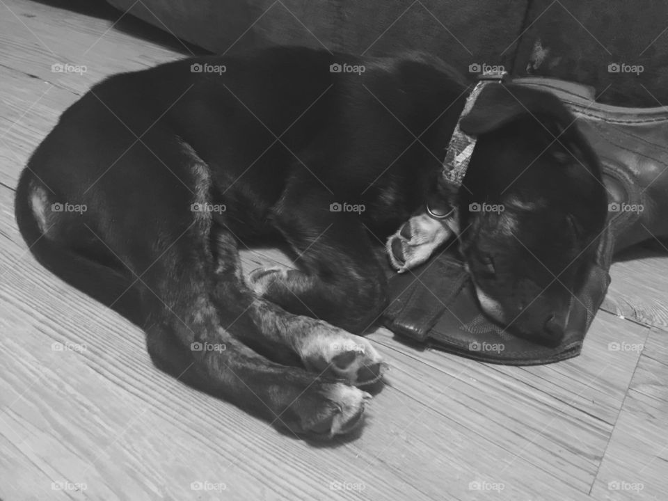 Black puppy sleeping on a boot