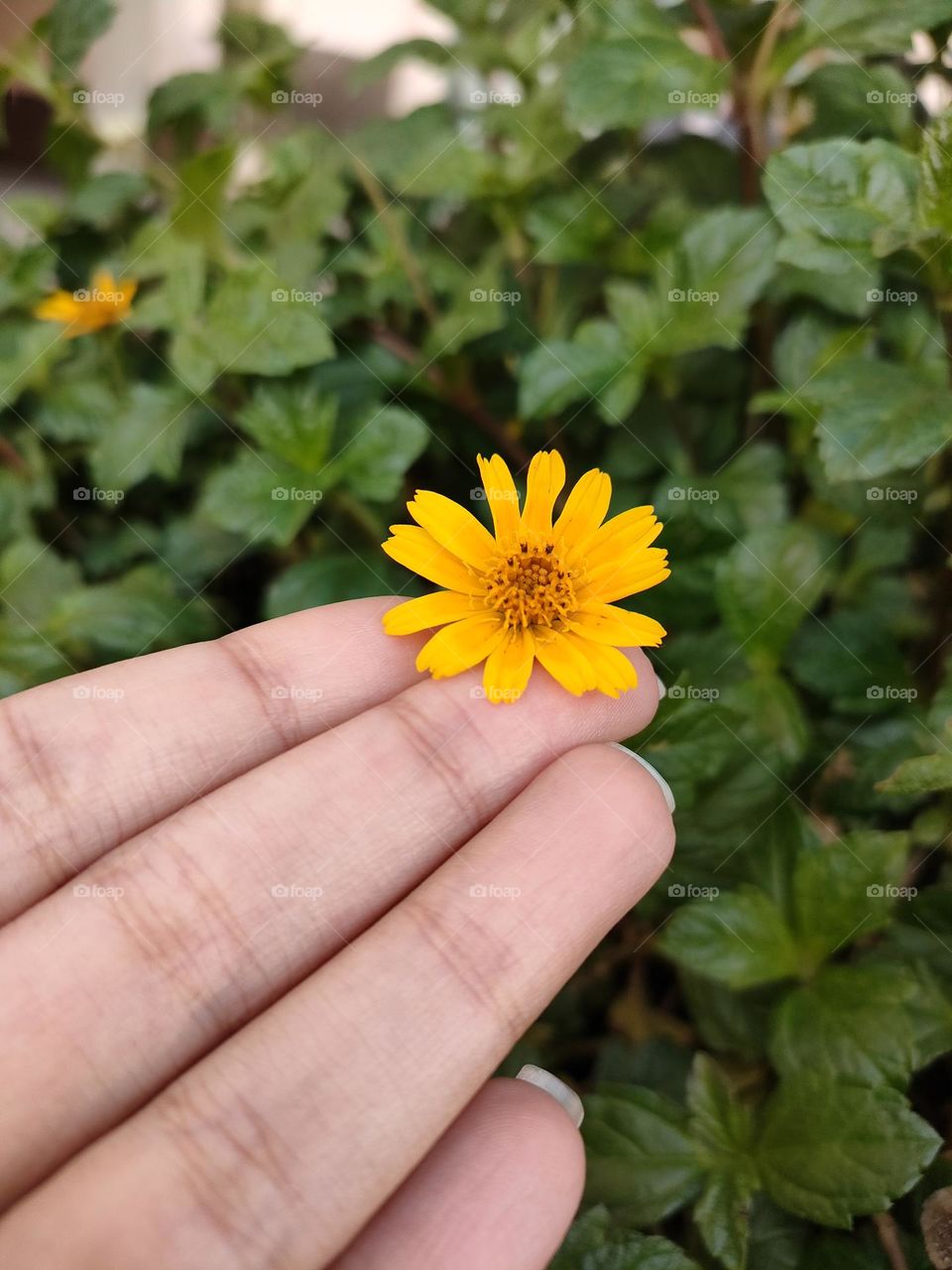 Pretty small flower