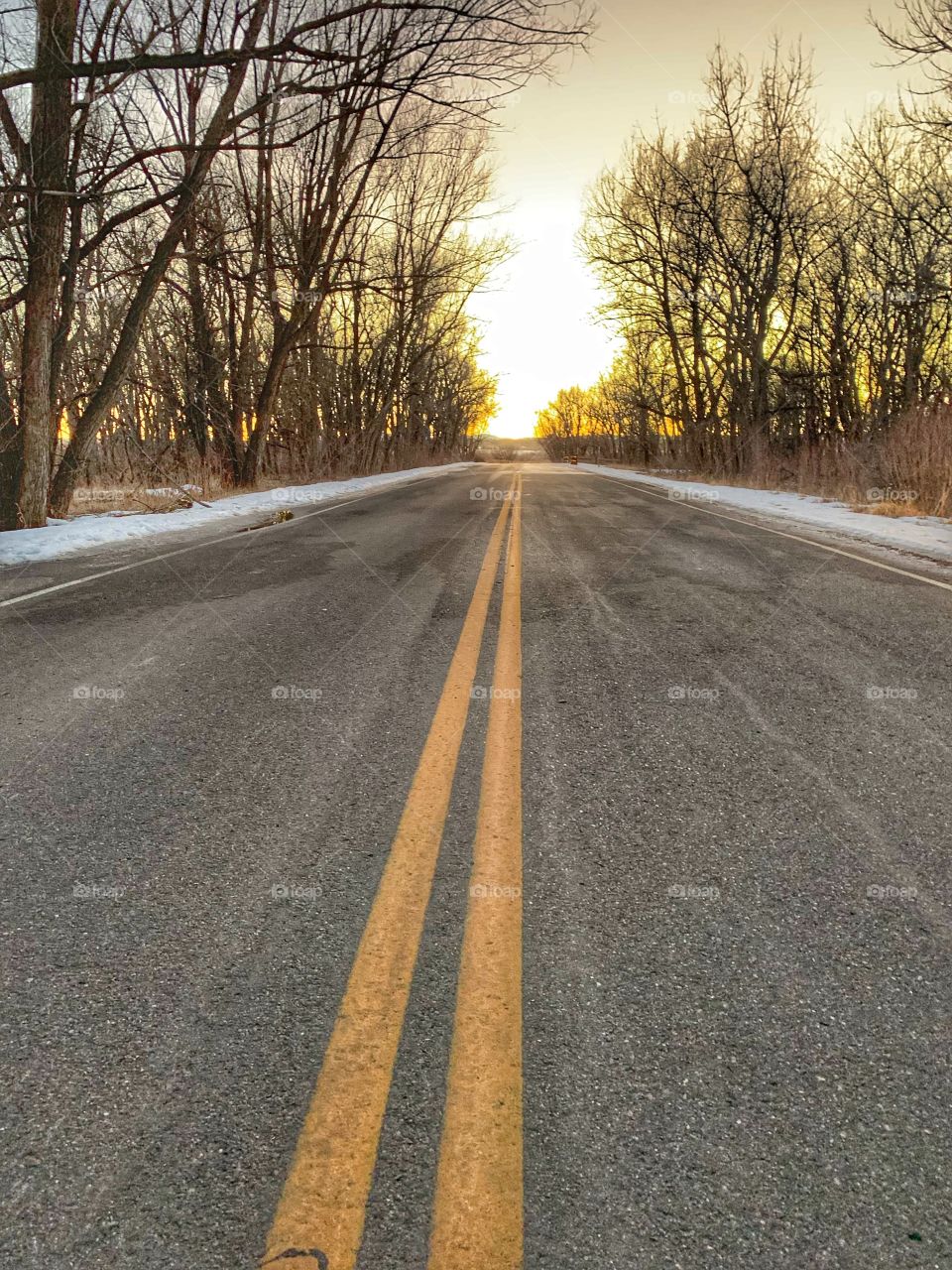 Winter Tree Lined Road