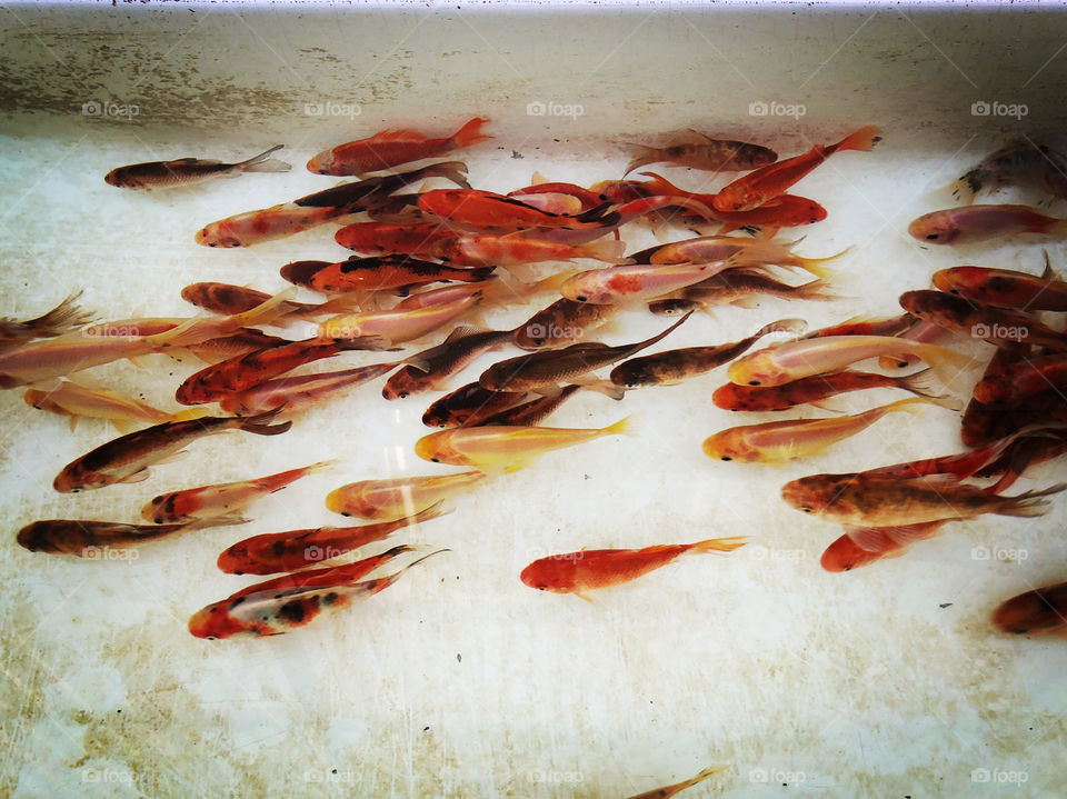 Red fishes in water 