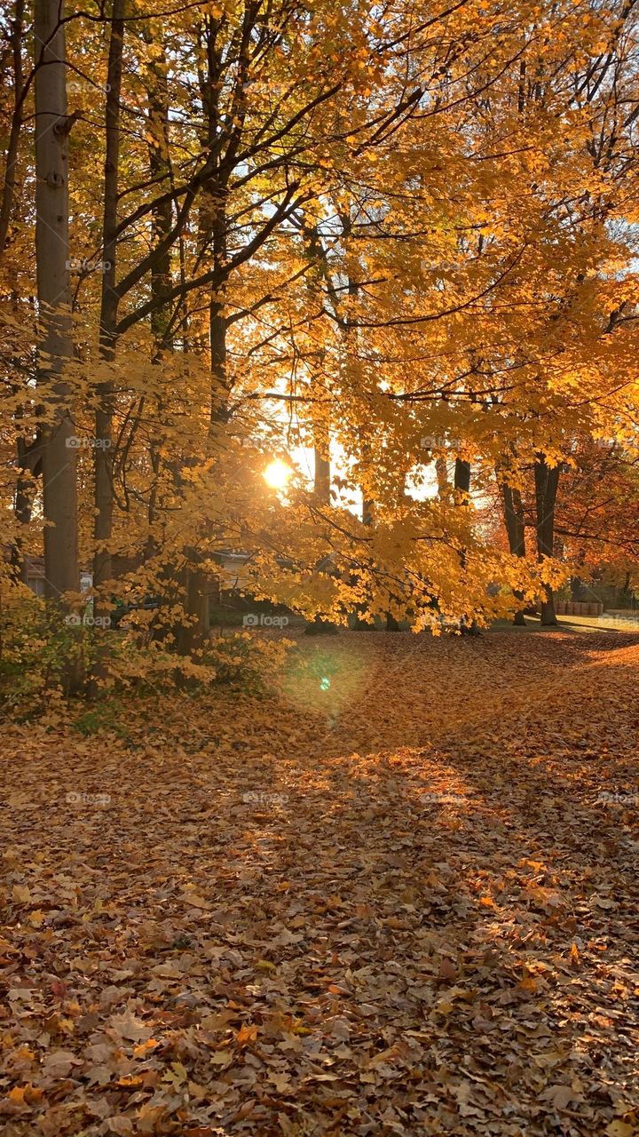 Golden Fall