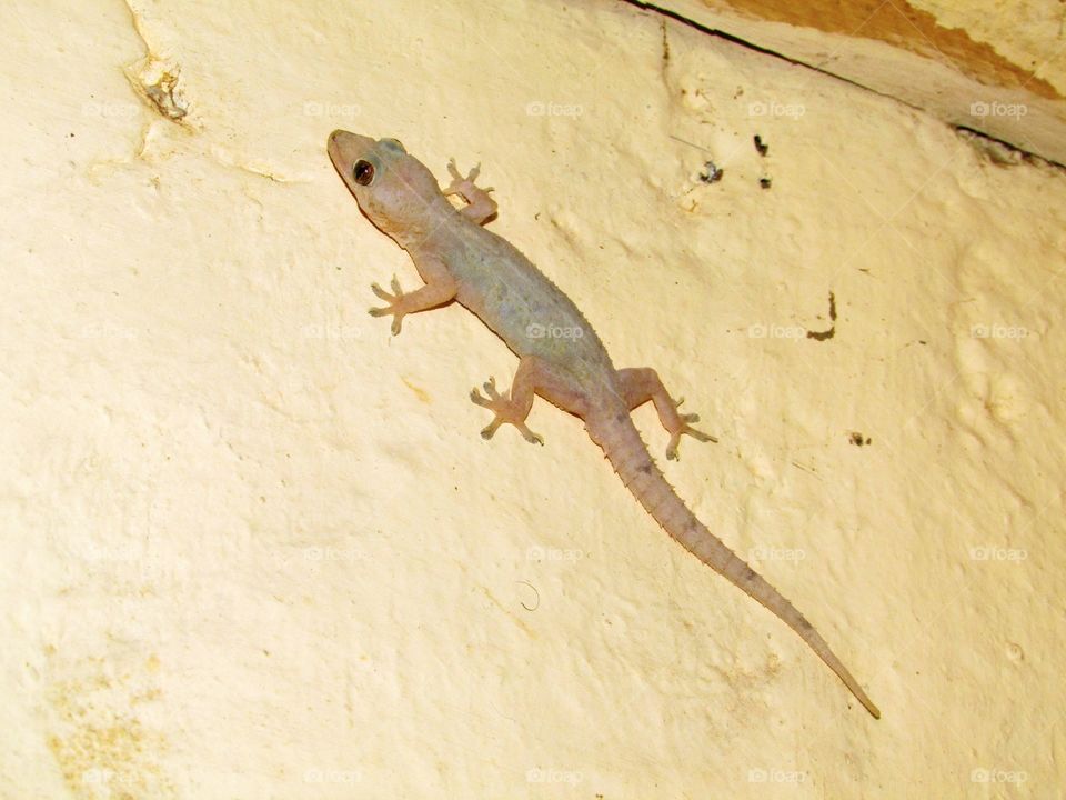 a gecko after eating