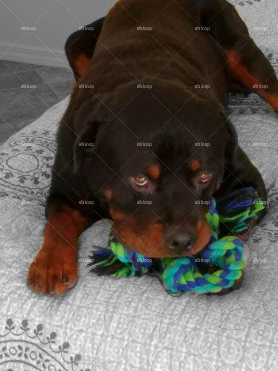Rottweiler with toy