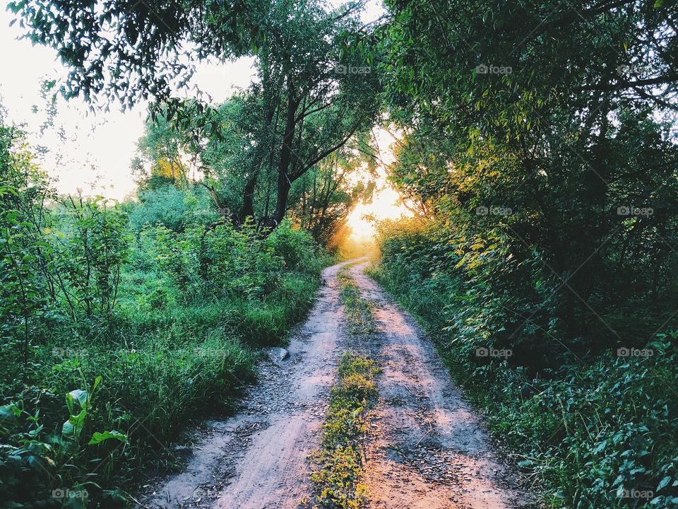 Summer walk