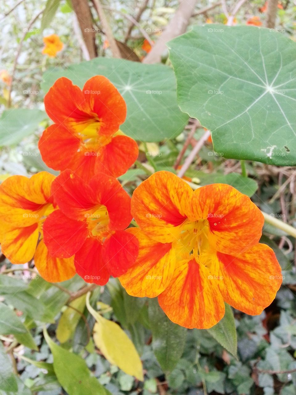 Orange flower