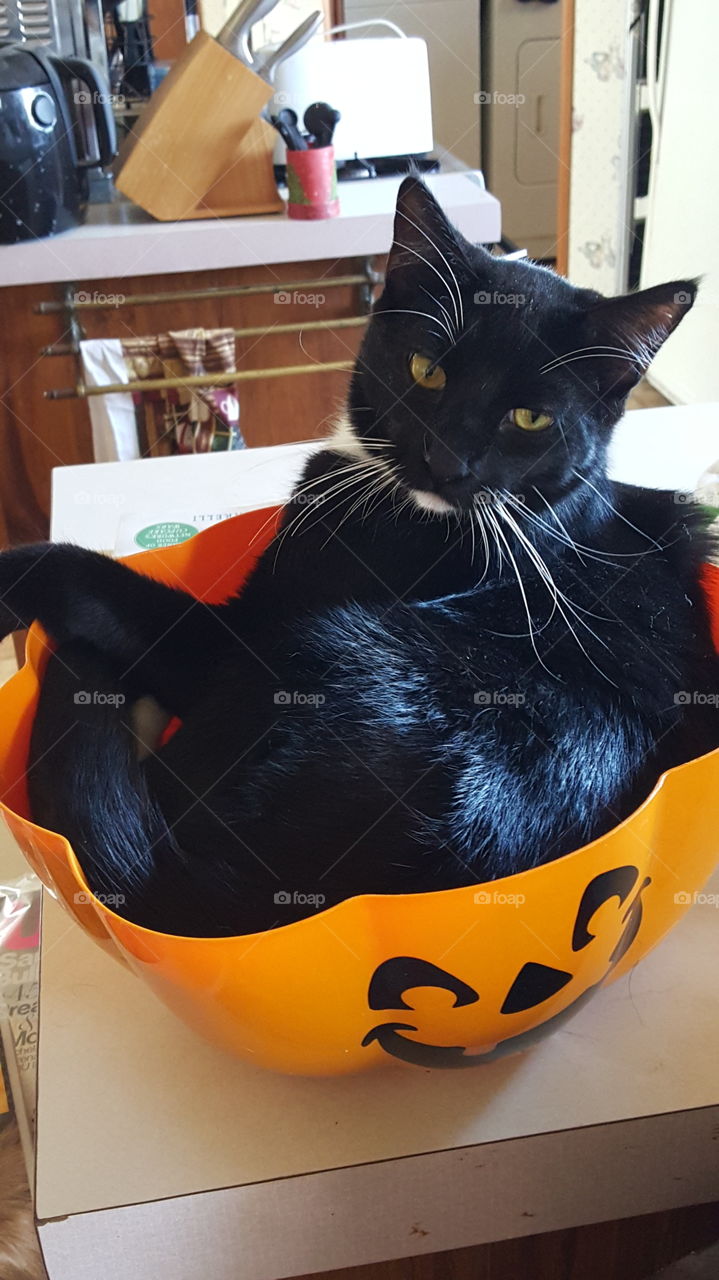 black cat in pumpkin bowl