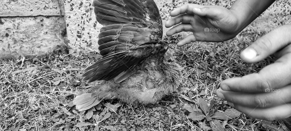 Young dove lifting wings, as hands get's near