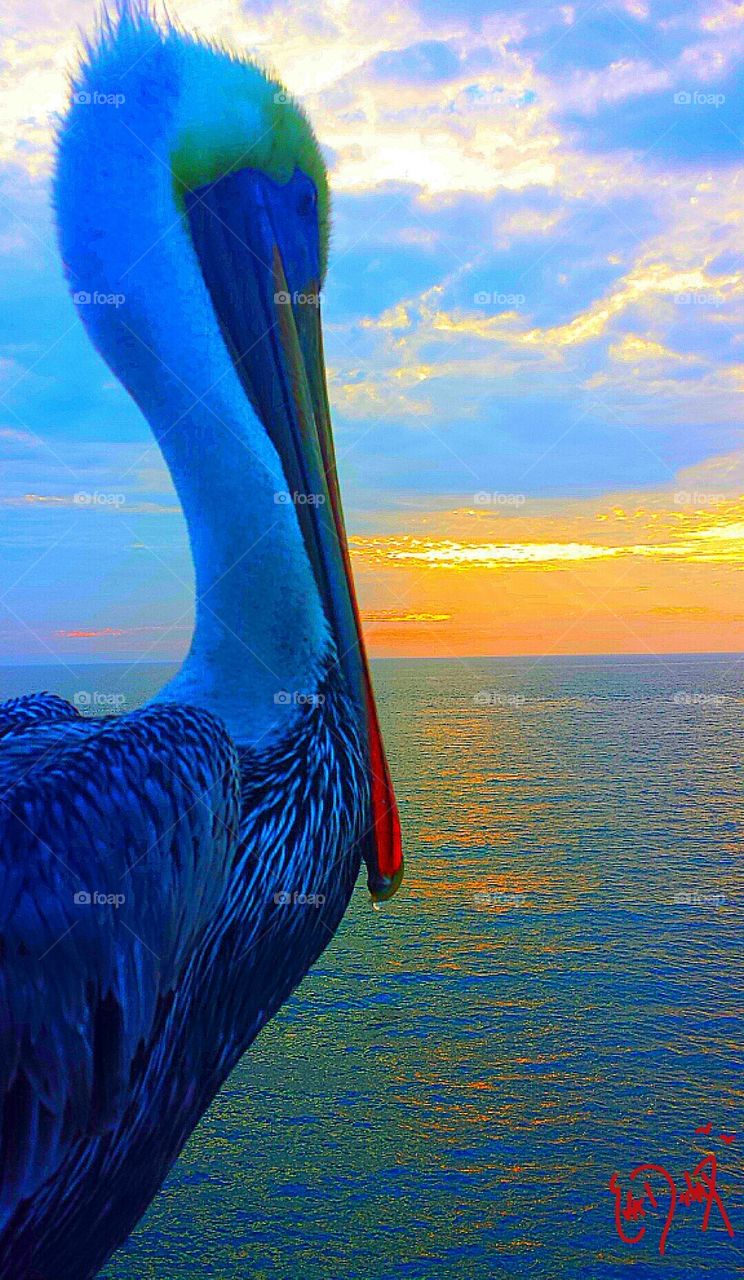 "Pelican Enjoying The Sunset"