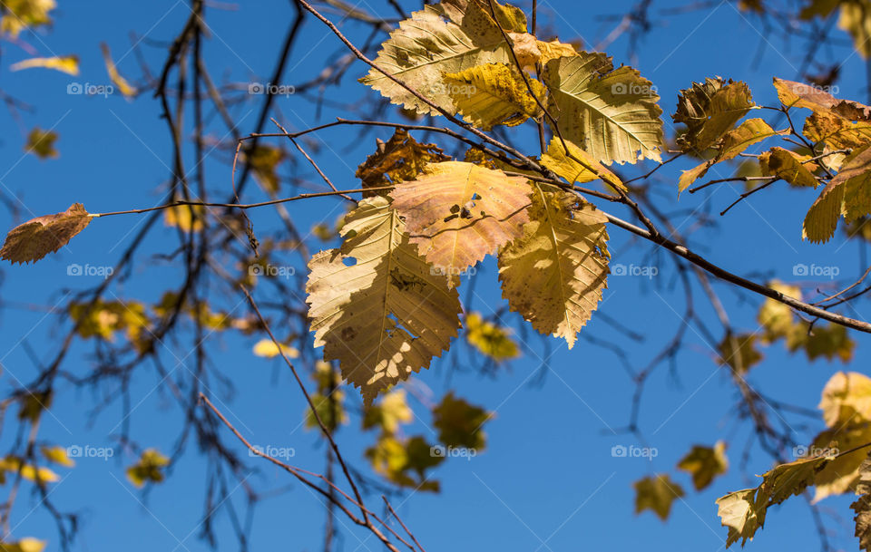 Autumn foliage