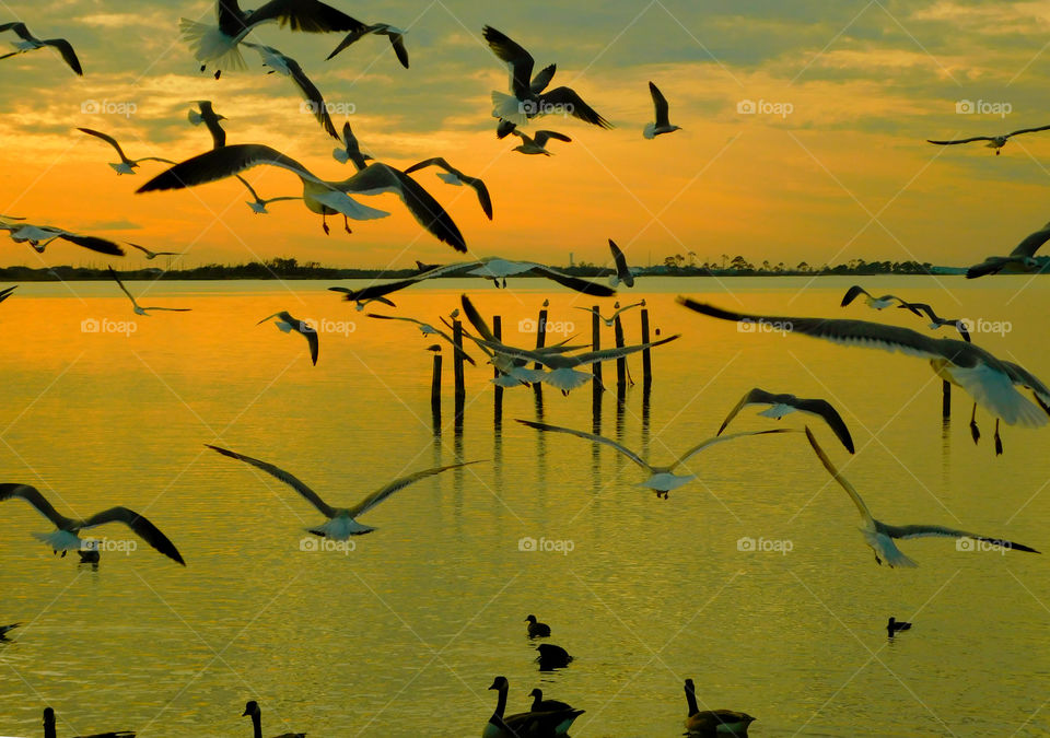 Flock of Seagulls flying during the sunset