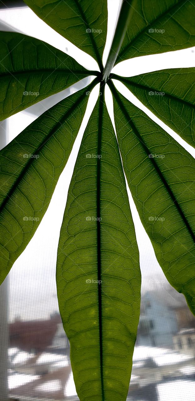 money tree leaf veins
