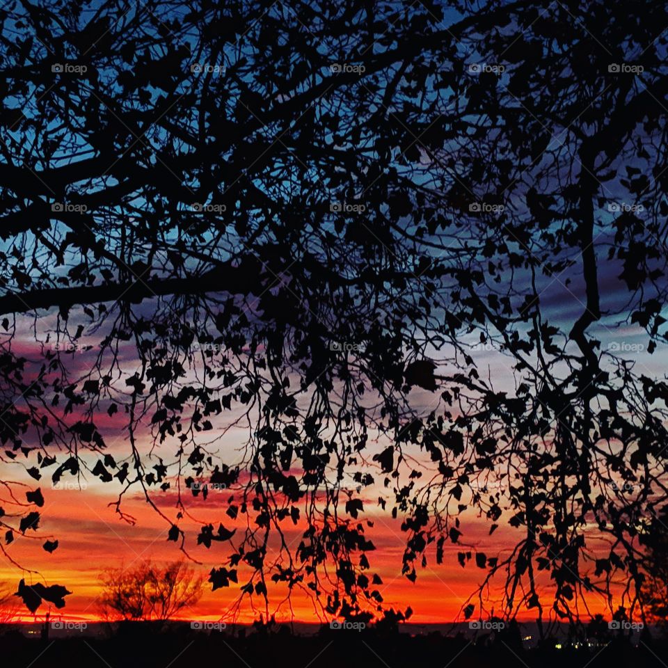 A deep orange sunset above the valley after a warm autumn day in California. A large tree creates an interesting silhouette.