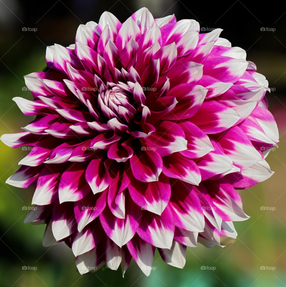 A beautiful Dahlia flower
