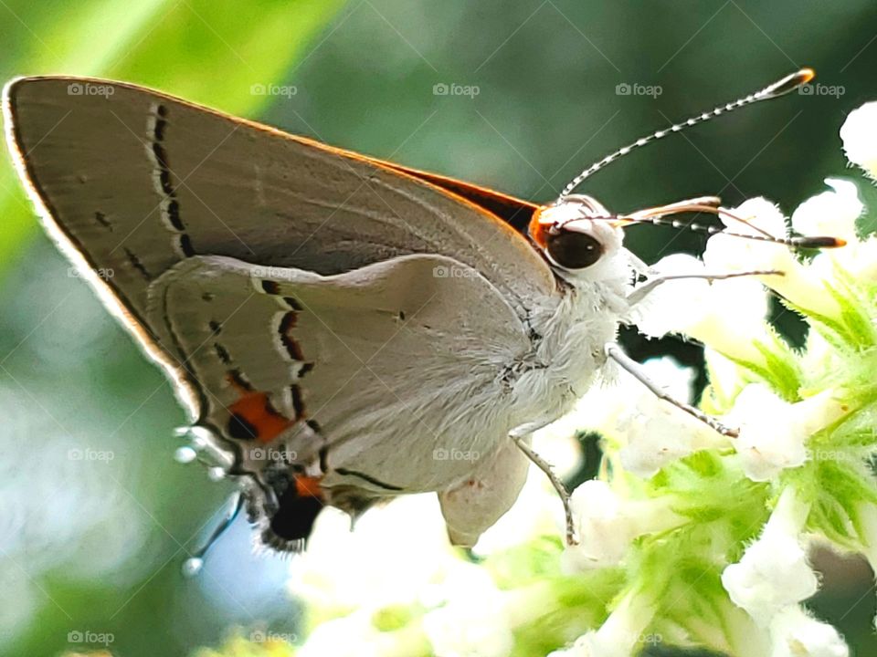 Macro sideview of a gray hairstreak butterfly on a white cluster of sweet almond verbena flowers