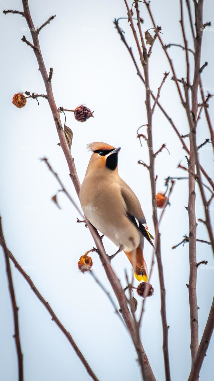 Bird sitting on the tree 