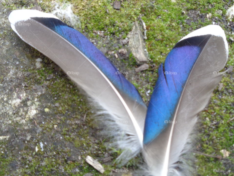 duck feathers in forest