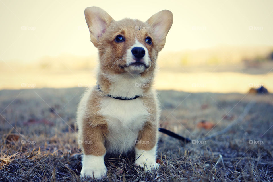 Close-up of cute dog