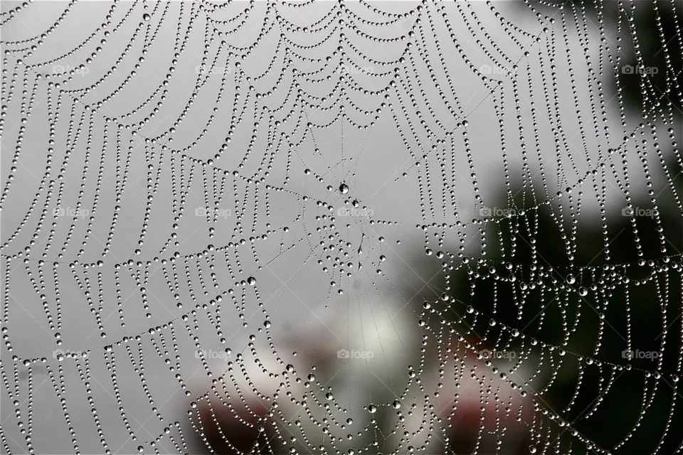 Wet web