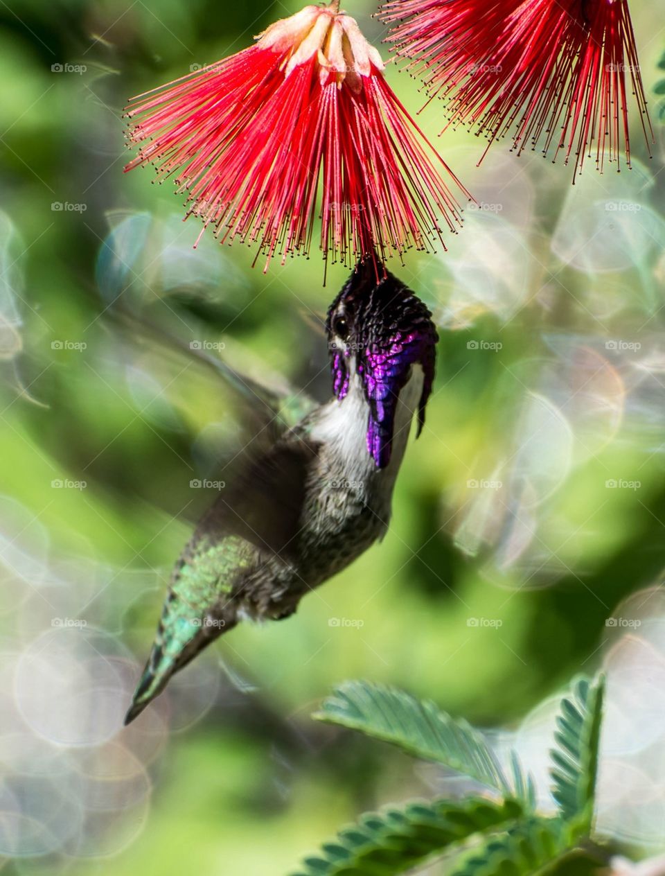 Male Costa Hummingbird