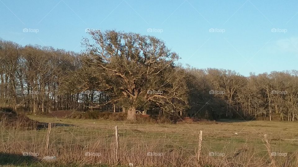 tree in pasture