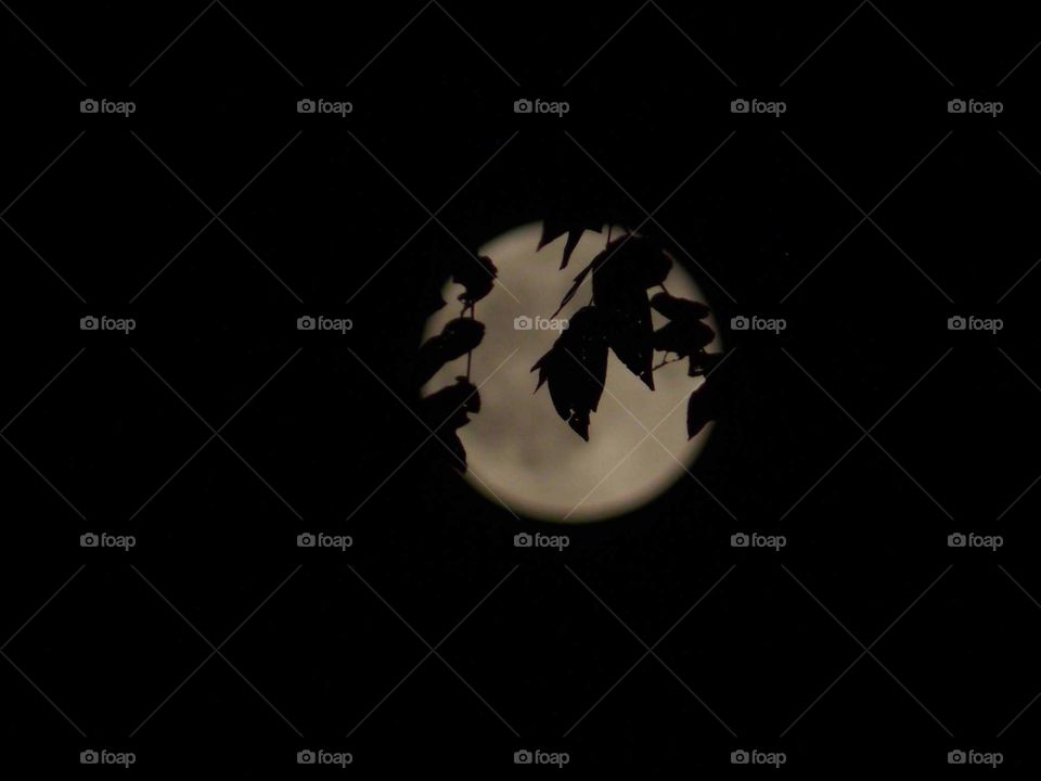 Moonlight leaves