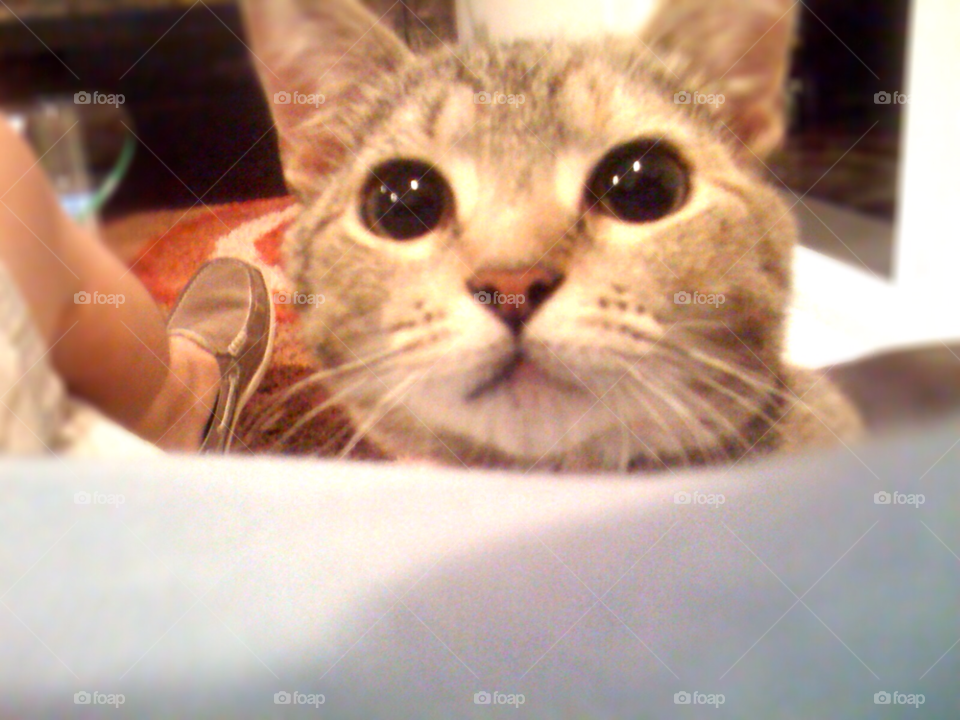 cat animal pet stare by jmsilva59