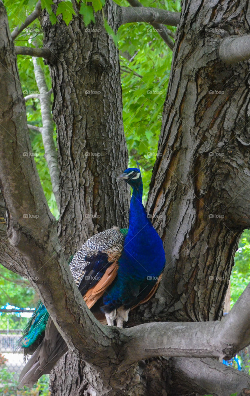 Peacock in a tree