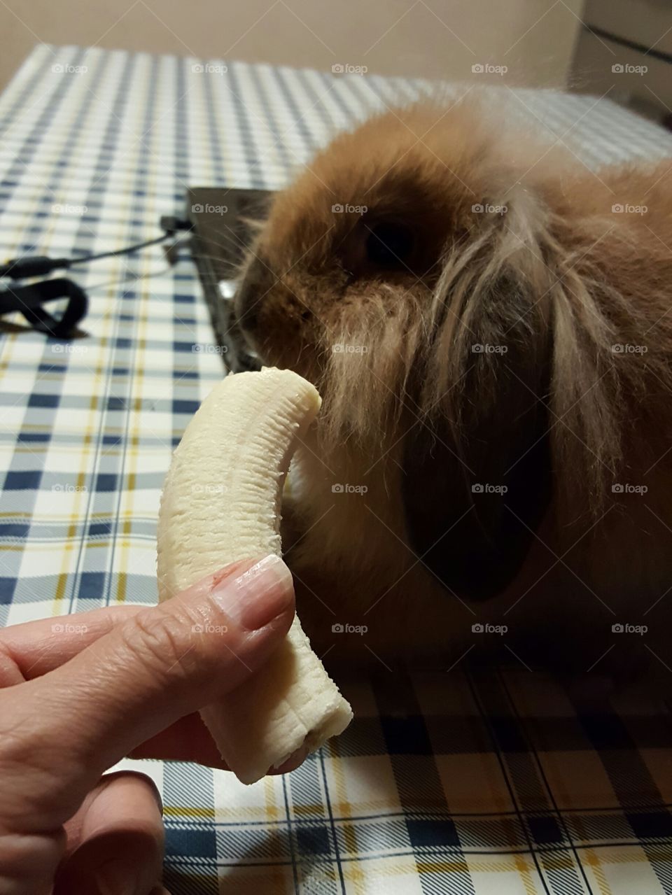 rabbit