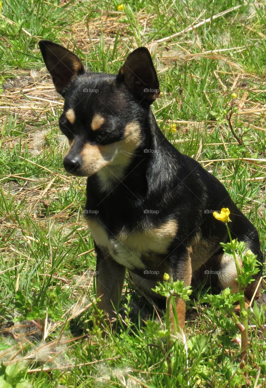 Portrait of a black and tan color chihuahua